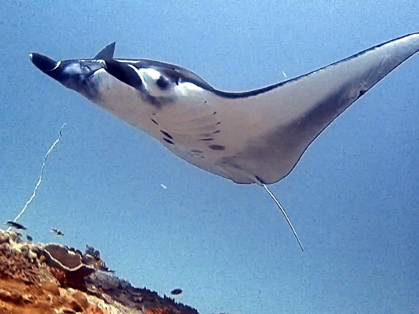 Fun Dive 照片 4