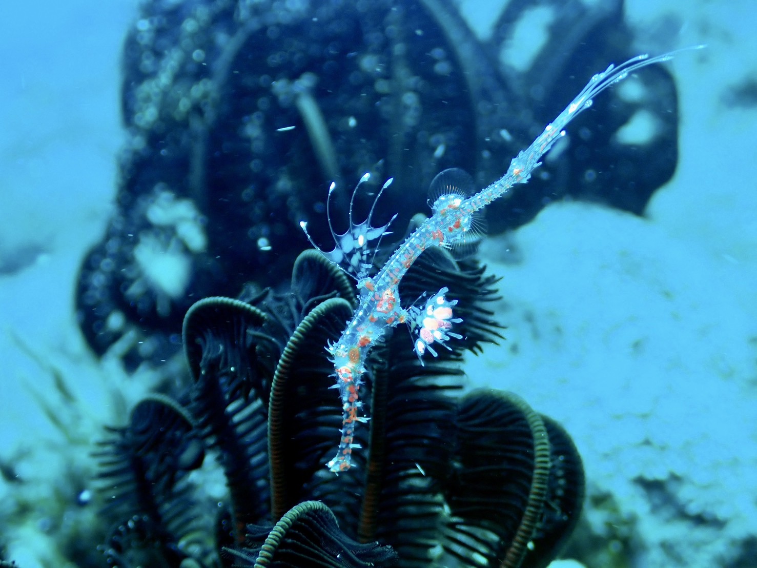 Fun Dive 照片 5