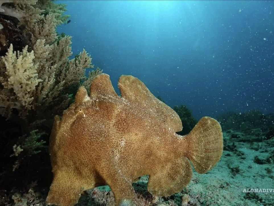 Fun Dive 照片 3