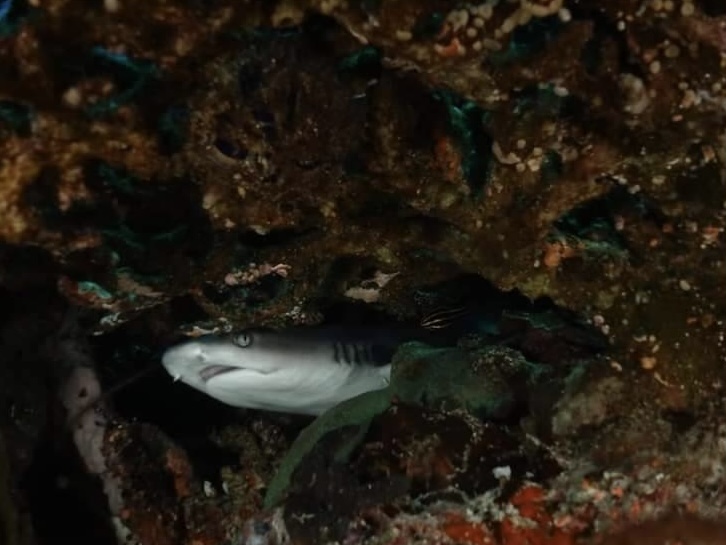Fun Dive 照片 4