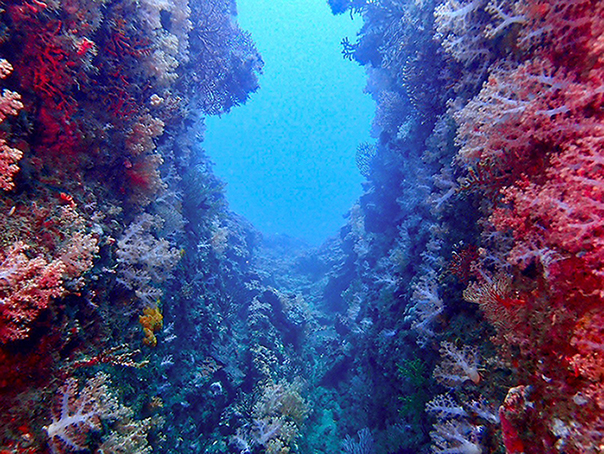 Fun Dive 照片 4
