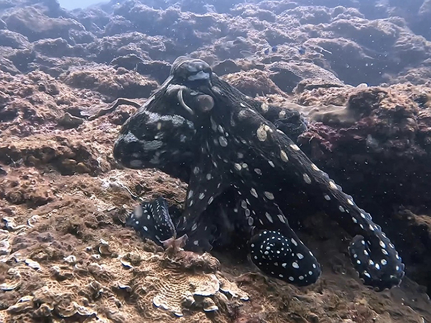 Fun Dive 照片 9