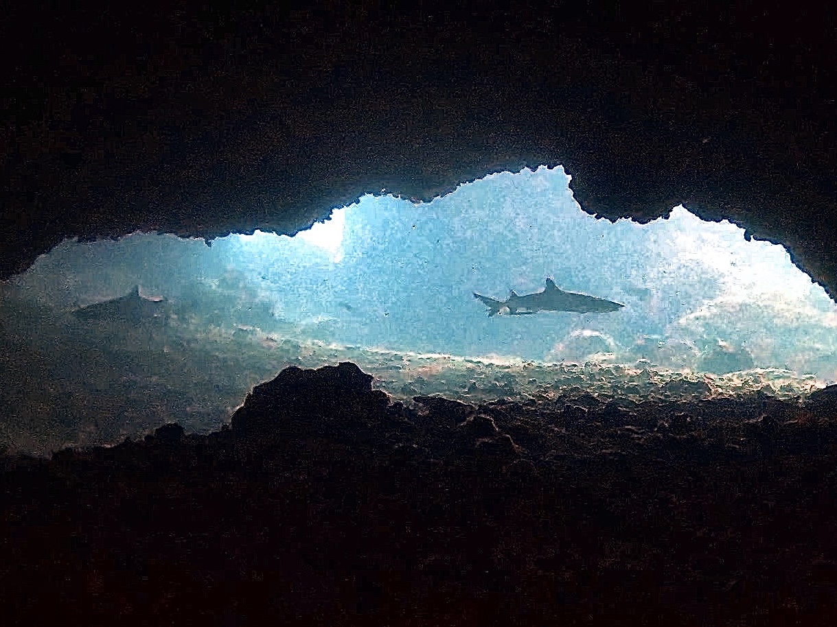 Fun Dive 照片 4