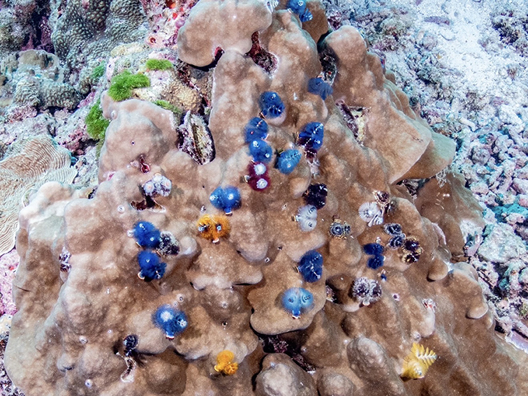 Fun Dive 照片 5